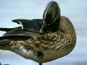 Hen Wood Duck.