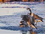 A Morning Flap
