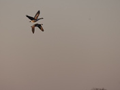 Synchronized Flight