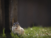 A chipmunks shock