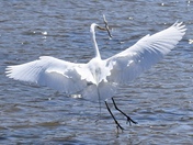 Egret