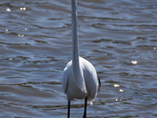Egret