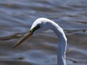 Egret