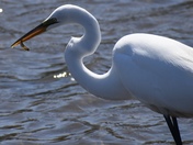 Egret