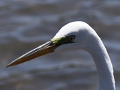 Egret