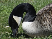 Canadian Goose