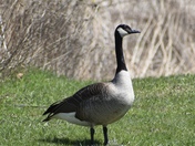Canadian Goose