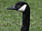 Canadian Goose