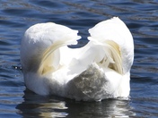 Swans