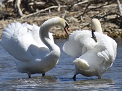 Swans