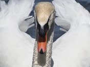 Mute Swan
