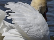 Swans