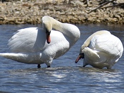 Swans