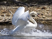 Swans