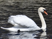 Swans