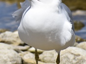Ring-Billed Gull