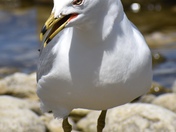 Ring-Billed Gull