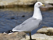 Ring-Billed Gull