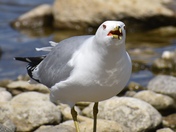 Ring-Billed Gull