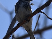 Myrtle Warbler