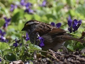 White Throated Sparrow 