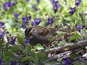 White Throated Sparrow 