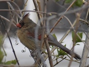 Female Northern Cardinal 