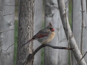 Female Northern Cardinal 
