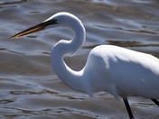 Egret
