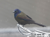 Grumpy grackle
