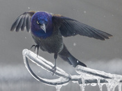 Grumpy Grackle 2
