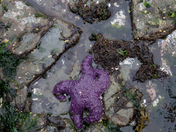 Purple ochre sea star