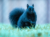 Squirrel stare