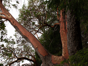 Close-up of an arbutus tree