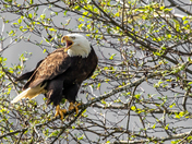 BALD EAGLE