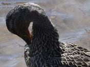 Mallard Male/Female 