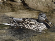 Mallard Male/Female 