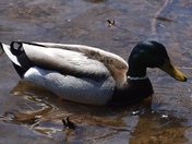 Mallard Male/Female 