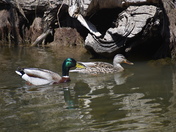 Mallard Male/Female 