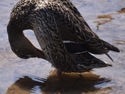Mallard Male/Female 