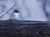 Eastern Phoebe