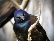 angry bird