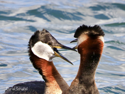 two friends having a chat
