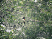 Eastern Towhee
