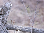 Song Sparrow