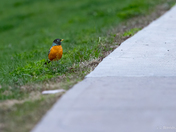 American Robin... 