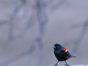 Red Winged Blackbird by the road