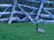 Duck 