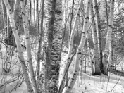 Birches in WInter