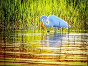 The Elusive Great White Heron (who mocks me) ... I can wait here all day! 